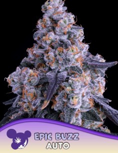 Auto Epic Buzz Seeds (Anesia Seeds) 🍒 Sweet 30% THC