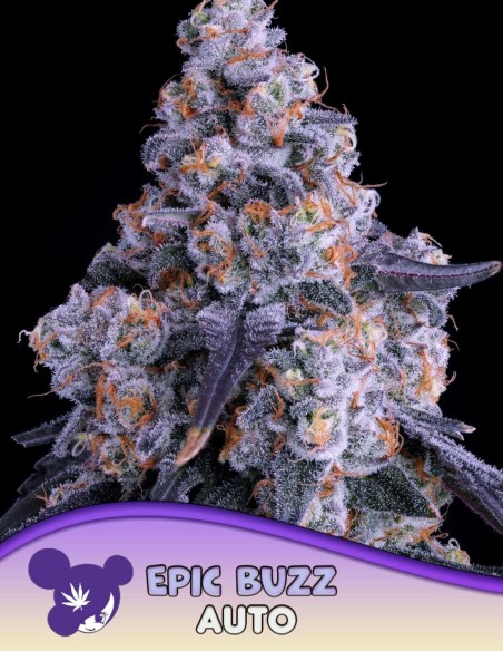 Auto Epic Buzz Samen (Anesia Seeds) 🍒 Süße 30 % THC