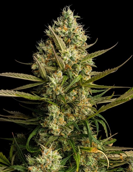 Semi Skunk Auto (Bulk Legacy) 🌿 Sapore Old School