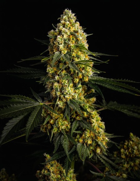 Caramel Cookies Auto Seeds (Bulk Legacy) 🍭 Sweet