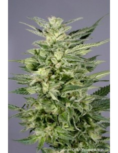 Jorge's Diamonds 1  2