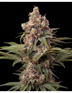 Semi Grapefruit (Bulk Legacy) 🍈 Dolcezza Agrumata