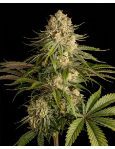 Critical Kush Samen (Bulk Legacy) 🌿 Starke Indica