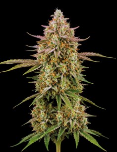 Critical Kush Auto Samen (Bulk Legacy) 🌜 Tiefe Entspannung