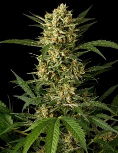Cheese XXL Auto Seeds (Bulk Legacy) 🧀 Loud Flavor