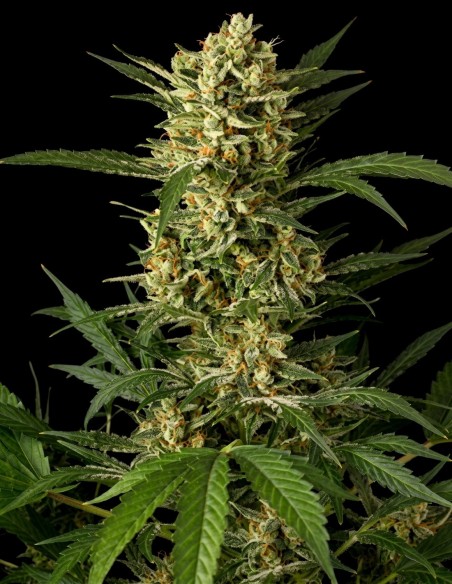 Graines Cheese XXL Auto (Bulk Legacy) 🧀 Saveur Intense