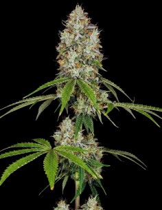 Magnum Auto Samen (Bulk Legacy) 🚀 Kreativer Schub