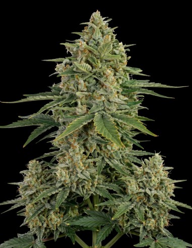 Super Skunk Samen (Bulk Legacy) 🌿 Kraftvolles Wachstum