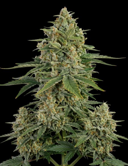 Super Skunk Samen (Bulk Legacy) 🌿 Kraftvolles Wachstum