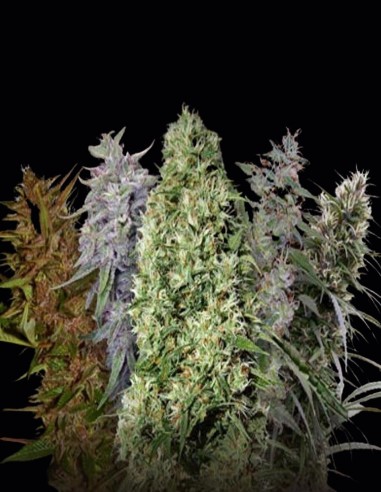 Ace Mix Seeds (ACE Seeds) 🌿 Global Genetics Mix