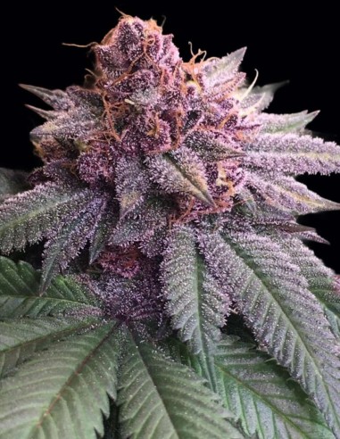 Semi Bubba Kush x PCK (ACE Seeds) ☕ Caffè Rilassante