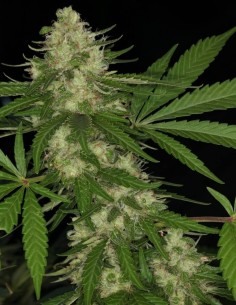 Congo Seeds (ACE Seeds) ⚡ Energetic Sativa