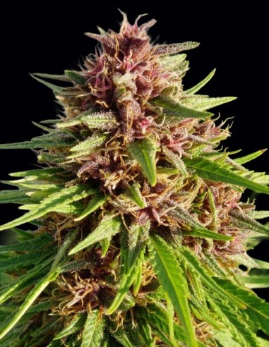 ErdPurt Regular Samen (ACE Seeds) 🌿 Indica-Power
