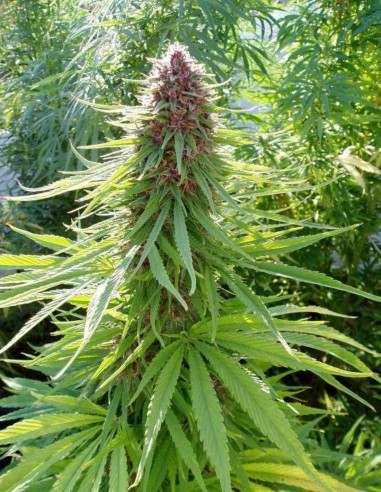 ErdPurt Regular Samen (ACE Seeds) 🌿 Indica-Power