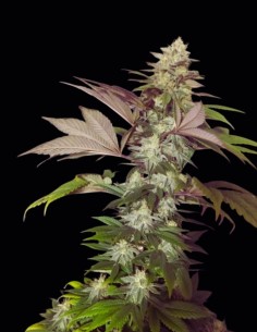 ErdPurt x PCK Regular Samen (ACE Seeds) 🌱 Exotische Indica