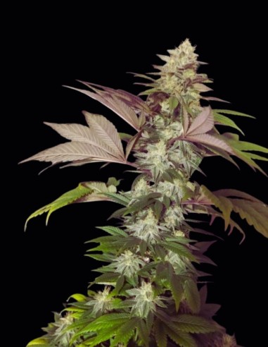 ErdPurt x PCK Regular Seeds (ACE Seeds) 🌱 Exotic Indica