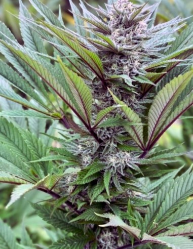 ErdPurt x PCK Regular Seeds (ACE Seeds) 🌱 Exotic Indica