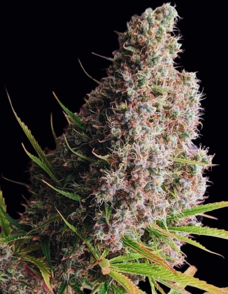 Semi Golden Tiger (ACE Seeds) ⚡ 30% THC ed Energia