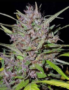 Honduras x Panama Regular Samen (ACE Seeds) 🌴 Tropisch
