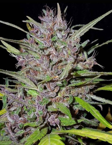 Honduras x Panama Regular Samen (ACE Seeds) 🌴 Tropisch