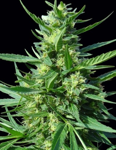 Morocco Beldia Kif Regular Samen (ACE Seeds) 🌿 Authentisch