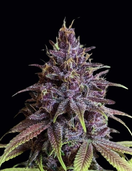 Pakistan Chitral Kush Regular Samen (ACE Seeds) 🍒 Süß