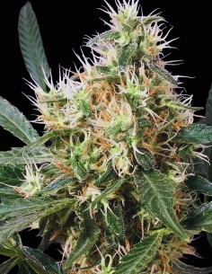 Graines Panama x Bangi Haze Regular (ACE Seeds) 🌿 Rendement Élevé