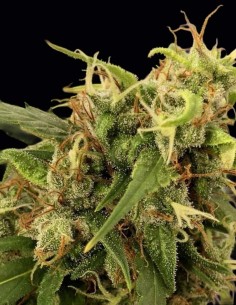 Graines Purple Haze x Malawi Regular (ACE Seeds) 🌈 Psychédélique