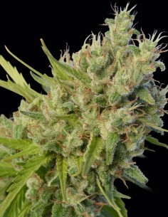 Semi Super Malawi Haze (ACE Seeds) 🌿 Sativa Estrema