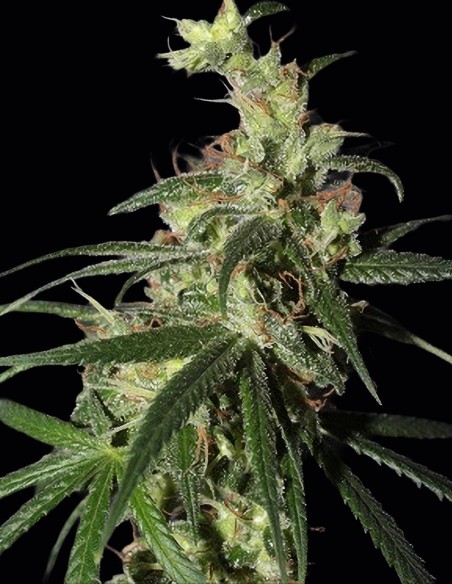 Semi Thai A5 Haze (ACE Seeds) ⚡ Energia Creativa