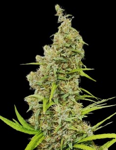Graines Thai x Panama Regular (ACE Seeds) 🌴 Sativa Tropicale