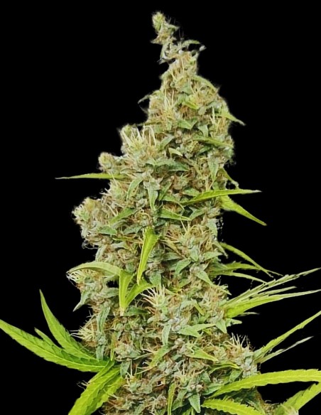 Graines Thai x Panama Regular (ACE Seeds) 🌴 Sativa Tropicale