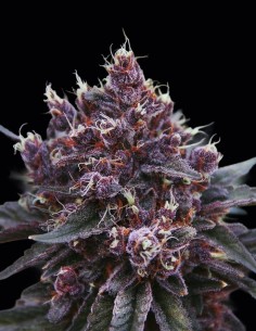 Semi Violeta Regular (ACE Seeds) 🍇 Coltivazione Colorata