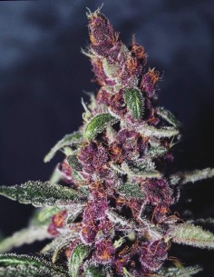 Semi Violeta Regular (ACE Seeds) 🍇 Coltivazione Colorata 2