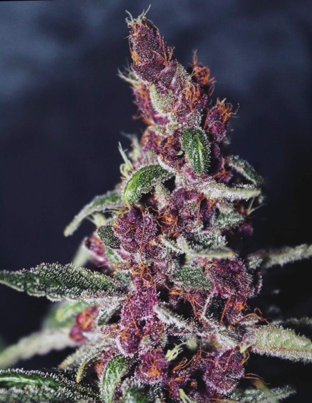 Semi Violeta Regular (ACE Seeds) 🍇 Coltivazione Colorata