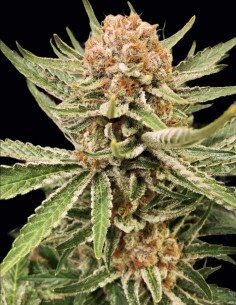 Graines Zamaldelica (ACE Seeds) 🌈 Sativa Psychédélique