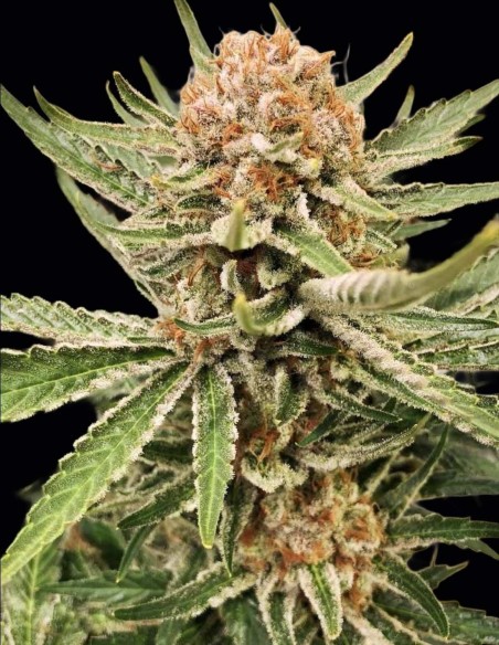 Zamaldelica Regular Samen (ACE Seeds) 🌈 Psychedelisch