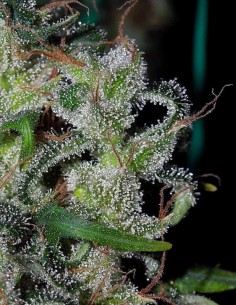 Graines Zamaldelica Regular (ACE Seeds) 🌈 Psychédélique 2