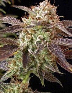 Semi BC Kush (BC Bud Depot) 💥 Indica Potente