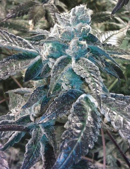 Girl Scout Cookies Samen (BC Bud Depot) 🍪 Süß