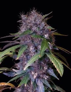 Graines Berry Bomb (Bomb Seeds) 🍓 Baies Sucrées