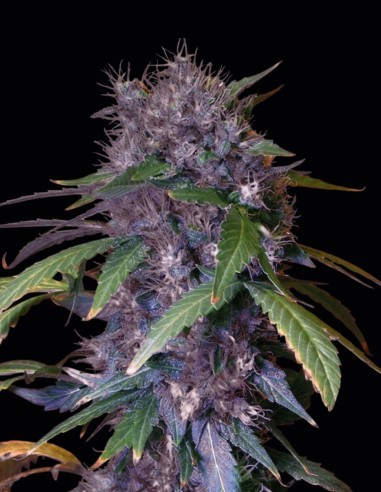 Berry Bomb Samen (Bomb Seeds) 🍓 Süße Beeren