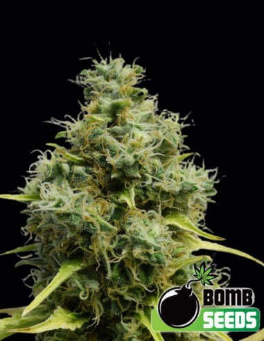 Semillas Big Bomb (Bomb Seeds) 💣 Producción Masiva