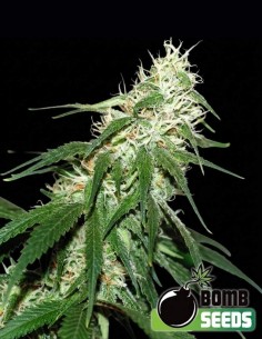 Graines Buzz Bomb (Bomb Seeds) ⚡ Puissance Stimulante