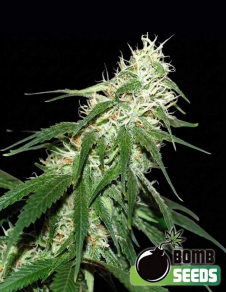 Buzz Bomb Seeds (Bomb Seeds) ⚡ Uplifting Power