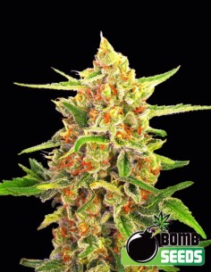 Cherry Bomb Seeds (Bomb Seeds) 🍒 Sweet Indica