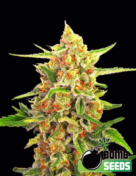 Graines Cherry Bomb (Bomb Seeds) 🍒 Indica Douce