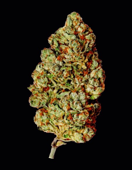 Graines Cherry Bomb (Bomb Seeds) 🍒 Indica Douce