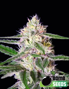 Graines Edam Bomb (Bomb Seeds) 🧀 Fromage Puissant