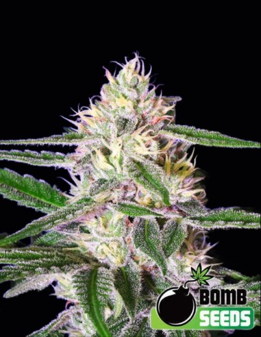 Graines Edam Bomb (Bomb Seeds) 🧀 Fromage Puissant